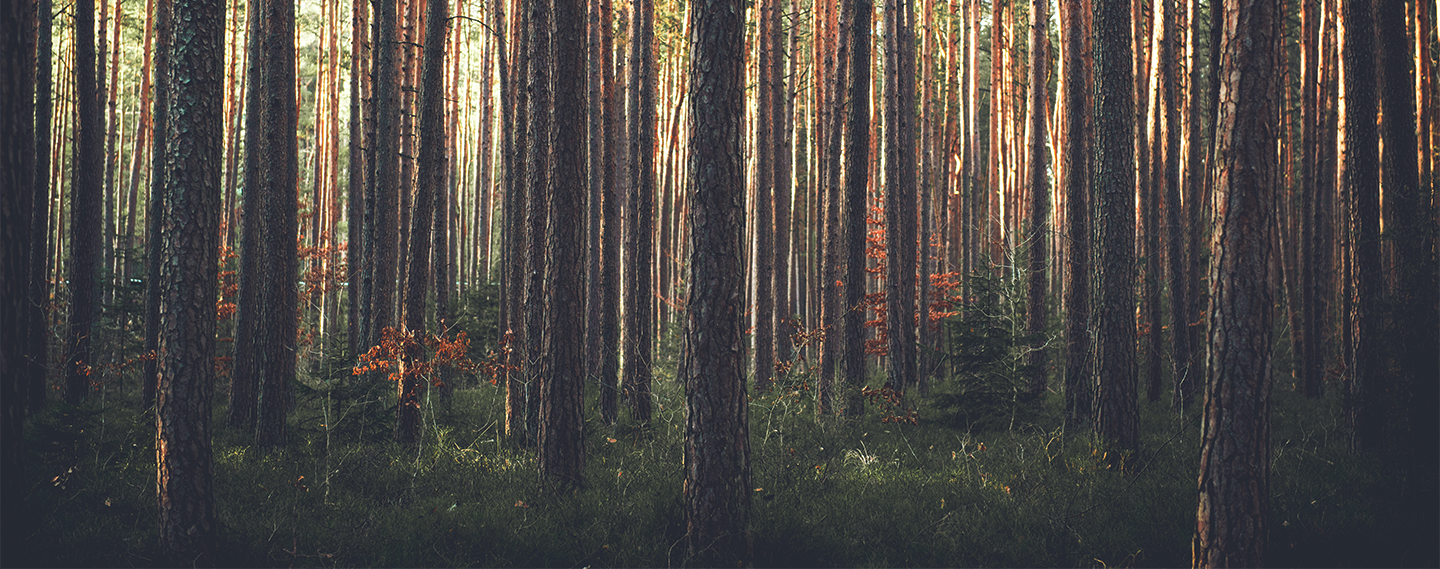 Unsplashed background img 1